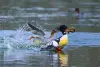 FIAP绶带奖_秋沙鸭的日常3_DAILY LIFE OF MERGANSERS 3_秋沙鸭的日常3_李跃_YUE LI_中国_China_自然组不限主题
