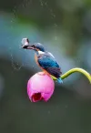 PSA绶带奖_A BIG MEAL FOR THE KINGFISHER_翠鸟的大餐_俞惠民_HUIMIN YU_中国_China_自然组不限主题