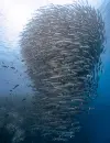 GPU绶带奖_FISH STORM_海狼风暴_卢敏强_MINQIANG LU_中国_China_自然组不限主题