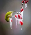 PSA绶带奖_白眼鸟过冬_WINTERING OF WHITE EYE BIRD_CHUN WOO LEE_韩国_South Korea_自然组不限主题