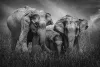 GPU绶带奖_大象家庭_ELEPHANT FAMILY 3_DWIPARNA KUMAR DATTA_印度_India_单色不限主题组