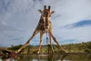 GPU银奖_饮水的长颈鹿_GIRAFFE DRINKING_MARIANA KRUGER_南非_South Africa_自然组不限主题
