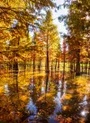 生态净水(水杉林)