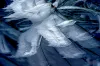 冰莲花（泸西县）