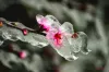 冰清玉洁（泸西县）